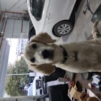 Golden Retriever, Köpek  Efes fotoğrafı