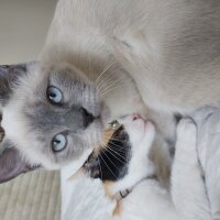 British Shorthair, Kedi  Venüs fotoğrafı