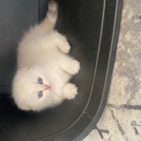 Scottish Fold, Kedi  Badem fotoğrafı