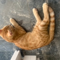 Tekir Kedi, Kedi  Poncik fotoğrafı