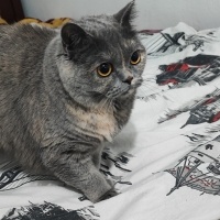 British Shorthair, Kedi  Reus fotoğrafı