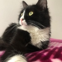 Norwegian Forest, Kedi  KARAM fotoğrafı