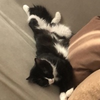 Norwegian Forest, Kedi  KARAM fotoğrafı