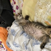 Tekir Kedi, Kedi  Pika fotoğrafı