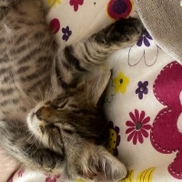 Tekir Kedi, Kedi  Pika fotoğrafı