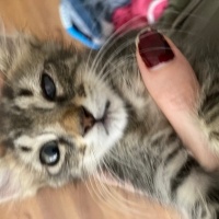 Tekir Kedi, Kedi  Pika fotoğrafı