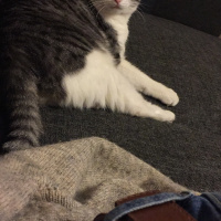 Tekir Kedi, Kedi  kedi fotoğrafı