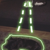 Tekir Kedi, Kedi  kedi fotoğrafı