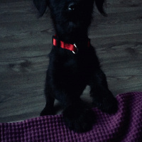Tekir Kedi, Kedi  kedi fotoğrafı