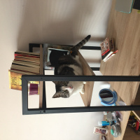 Tekir Kedi, Kedi  kedi fotoğrafı