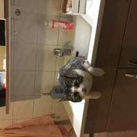 Tekir Kedi, Kedi  kedi fotoğrafı