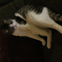 Tekir Kedi, Kedi  kedi fotoğrafı