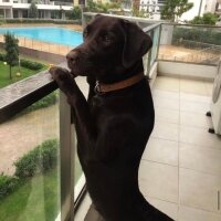 Labrador Retriever, Köpek  Rex fotoğrafı