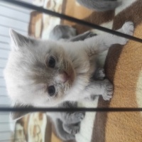 British Shorthair, Kedi  Luna fotoğrafı