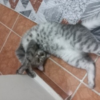 British Shorthair, Kedi  Boncuk fotoğrafı
