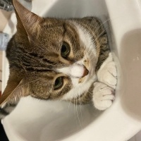 Tekir Kedi, Kedi  Müezza fotoğrafı