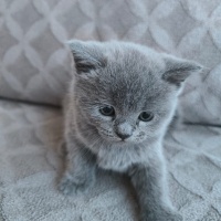 Scottish Fold, Kedi  Sahiplendirilecek yavru kediler fotoğrafı