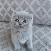 Scottish Fold, Kedi  Sahiplendirilecek yavru kediler fotoğrafı