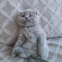 Scottish Fold, Kedi  Sahiplendirilecek yavru kediler fotoğrafı