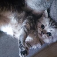 British Shorthair, Kedi  misa fotoğrafı