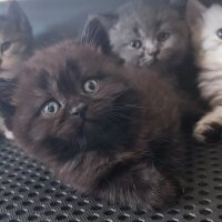 British Shorthair, Kedi  misa fotoğrafı