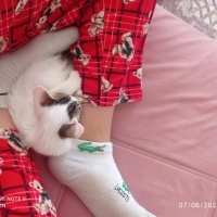 Tekir Kedi, Kedi  Paşa fotoğrafı