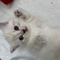 British Shorthair, Kedi  mila fotoğrafı