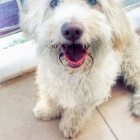Tibet Terrieri, Köpek  Cookie fotoğrafı
