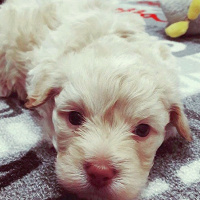 Tibet Terrieri, Köpek  Cookie fotoğrafı