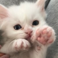 Chinchilla, Kedi  Chincilla - Scottish Kırması 1 Aylık Bebekler fotoğrafı