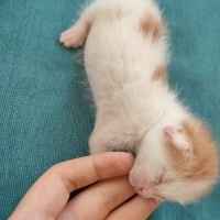Tekir Kedi, Kedi  3 küçük yavru kedimiz ceyhan fotoğrafı