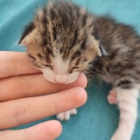 Tekir Kedi, Kedi  3 küçük yavru kedimiz ceyhan fotoğrafı