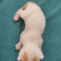 Tekir Kedi, Kedi  3 küçük yavru kedimiz ceyhan fotoğrafı