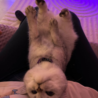 British Shorthair, Kedi  Gırgır fotoğrafı