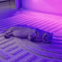 British Shorthair, Kedi  Gırgır fotoğrafı
