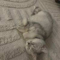 British Shorthair, Kedi  Gırgır fotoğrafı