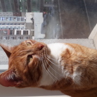 Sarman, Kedi  Leyla fotoğrafı