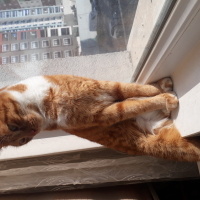Sarman, Kedi  Leyla fotoğrafı