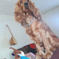 Amerikan Cocker Spaniel, Köpek  Gufi fotoğrafı