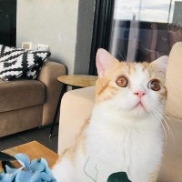 Exotic Shorthair, Kedi  oscar fotoğrafı