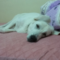 Akbaş, Köpek  Paşa fotoğrafı