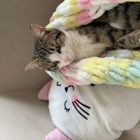 Tekir Kedi, Kedi  Venüs fotoğrafı