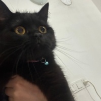 British Shorthair, Kedi  Zeytin fotoğrafı