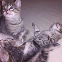 Tekir Kedi, Kedi  Çıkıntıgiller fotoğrafı