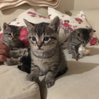 Tekir Kedi, Kedi  Çıkıntıgiller fotoğrafı