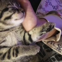 Tekir Kedi, Kedi  Çıkıntıgiller fotoğrafı
