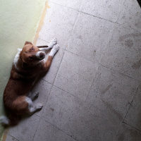 Border Collie, Köpek  MAX fotoğrafı