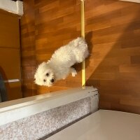 Maltese, Köpek  Vegas fotoğrafı