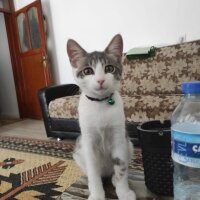 Tekir Kedi, Kedi  ZEYNA fotoğrafı