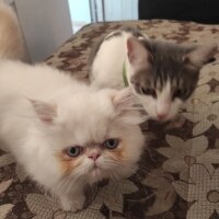 Tekir Kedi, Kedi  ZEYNA fotoğrafı